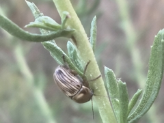 Cryptocephalus spurcus