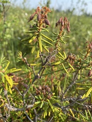 Rhododendron tomentosum