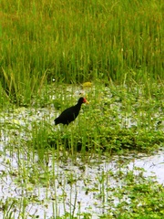 Jacana jacana