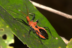 Gminatus wallengreni