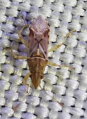 Belonochilus numenius