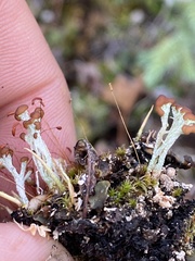 Cladonia botrytes