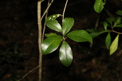 Acronychia pauciflora