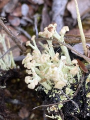 Cladonia botrytes