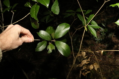 Acronychia pauciflora