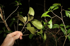 Acronychia pauciflora