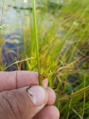 Schoenoplectus torreyi