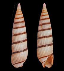 Myurella pygmaea
