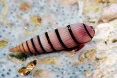 Myurella pygmaea