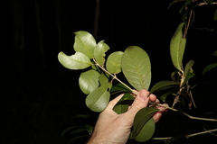 Acronychia pauciflora