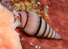 Myurella pygmaea