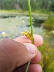 Schoenoplectus torreyi