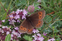 Erebia epiphron