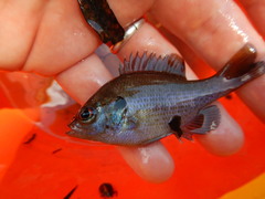 Lepomis miniatus