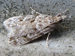 Scoparia isochroalis