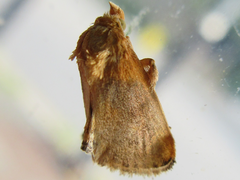 Microleon longipalpis