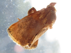 Microleon longipalpis