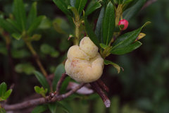 Exobasidium rhododendri