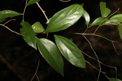 Cryptocarya triplinervis pubens