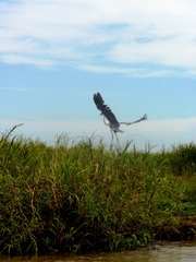 Ardea cocoi