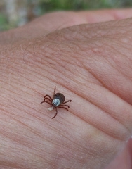 Dermacentor andersoni