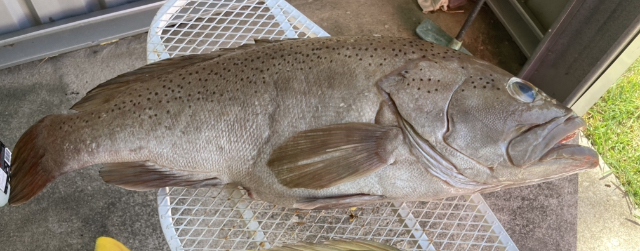 Speckled Grouper