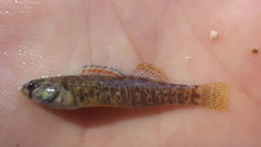 Etheostoma lepidum