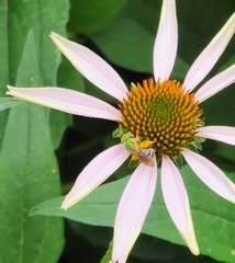 Agapostemon virescens