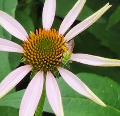 Agapostemon virescens