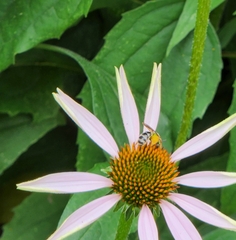 Agapostemon virescens