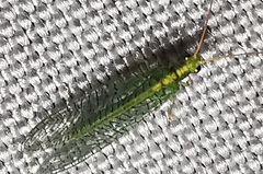 Chrysoperla carnea