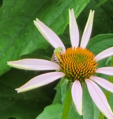 Agapostemon virescens