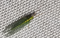 Chrysoperla carnea
