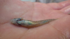 Etheostoma lepidum