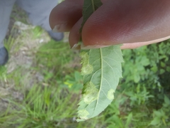 Lasioptera spiraeafolia