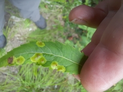 Lasioptera spiraeafolia