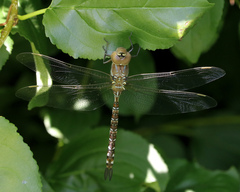 Aeshna constricta