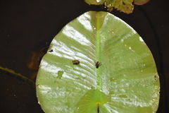Parhelophilus