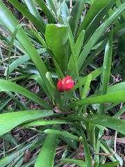 Billbergia amoena