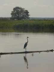 Ardea cocoi