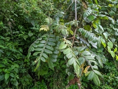 Weinmannia pubescens