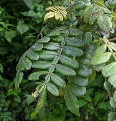 Weinmannia pubescens