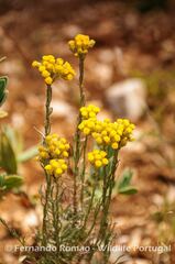 Helichrysum stoechas stoechas