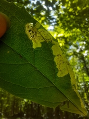 Liriomyza limopsis