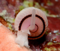 Myurella pygmaea