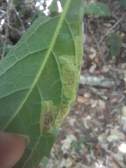 Liriomyza limopsis