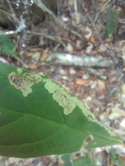 Liriomyza limopsis