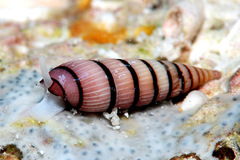 Myurella pygmaea