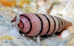 Myurella pygmaea