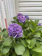 Hydrangea